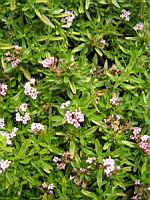 Putoria Calabrica (fam Rubiacees) (regions mediterraneennes) (01) (Photo F. Mrugala)